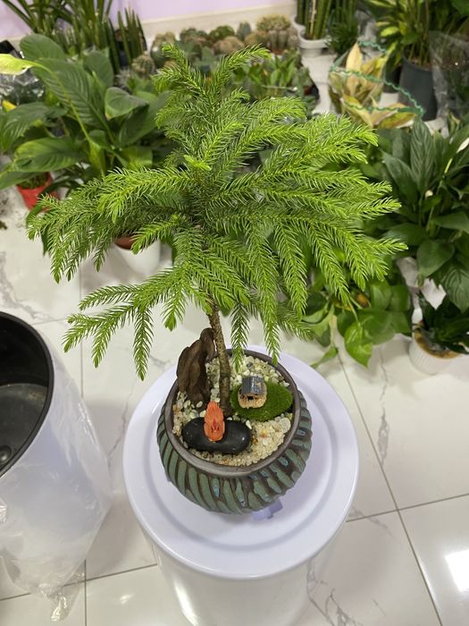 Цветы для дома и офиса. В скидочных ценах