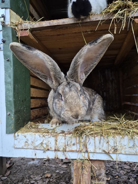 Femela uriaș german