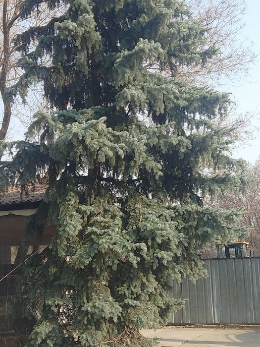 Продам ель, очень красивая высокая