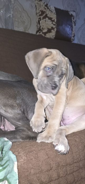 Продаются щенки кане корсо