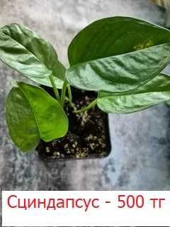 Комнатные цветы по 500 тг