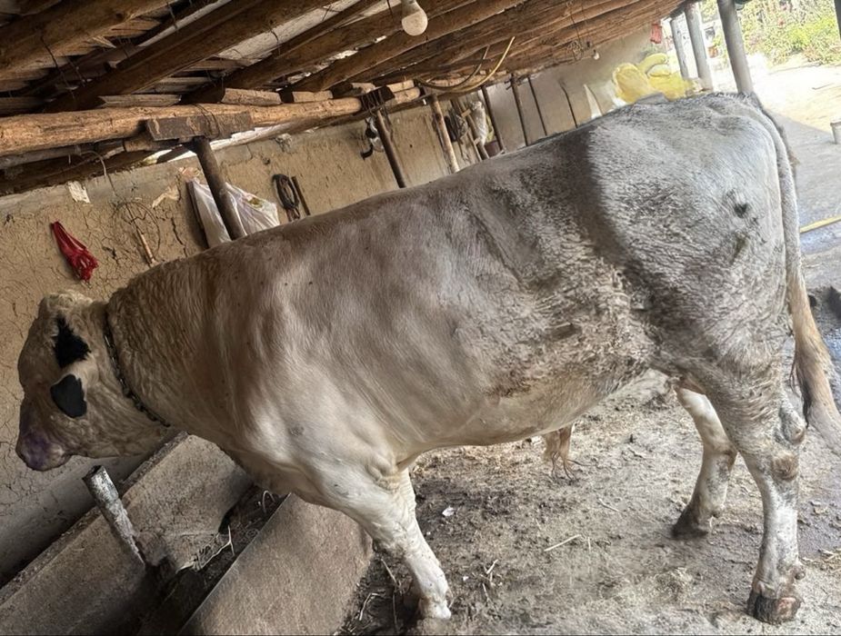 Buqa sotiladi soglom yeb ichiwi yaxwi