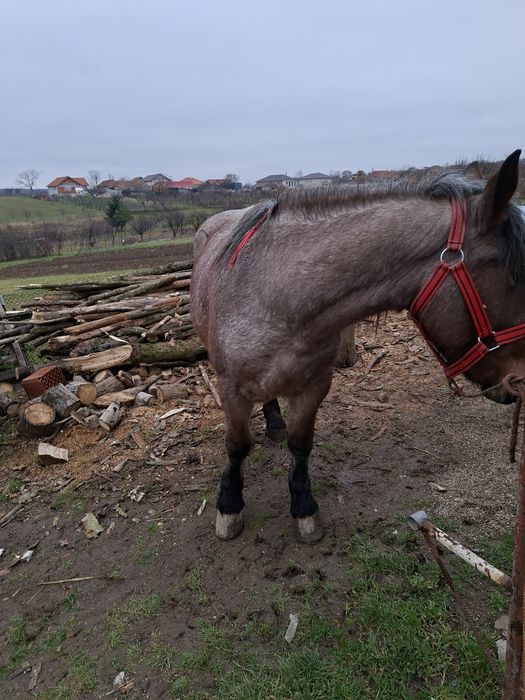 Vand sau schimb cal castrat de 3 ani