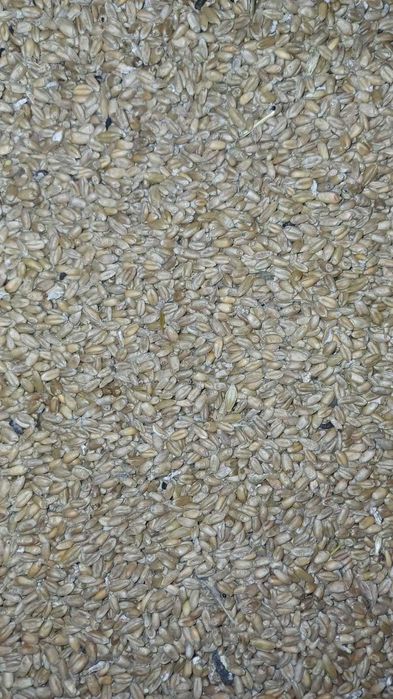 Пшеница зерно в мешках