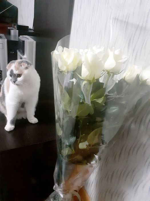 Мушу сотлади хомладор