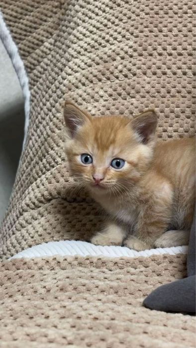 Отдаем котят в хорошие руки