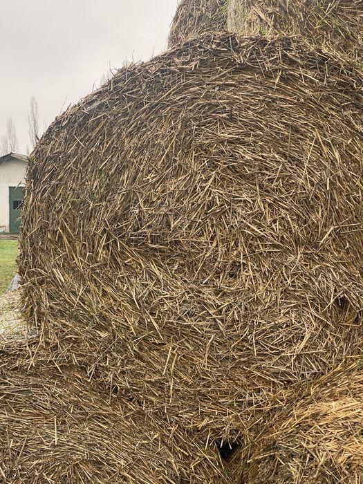 Baloti de paie de grau