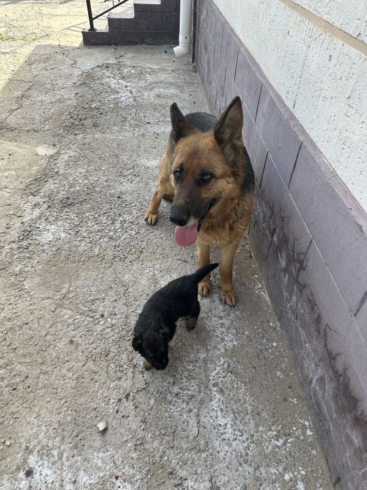 Күшік Неміс овчаркасы  сатылады