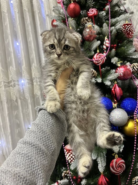 Mushukcha sotiladi erkak