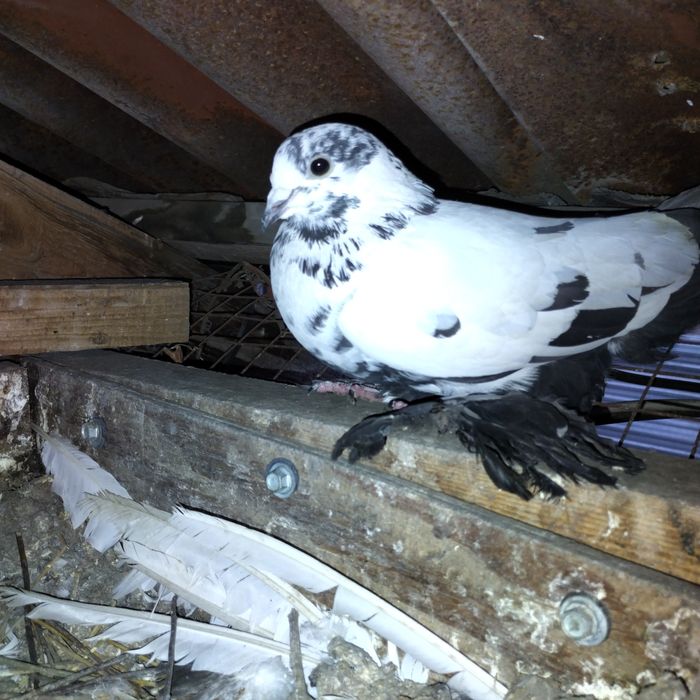 Продам голубей.  Красивые.