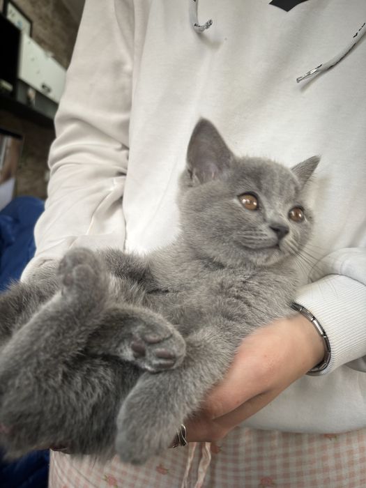 Свободно британче
