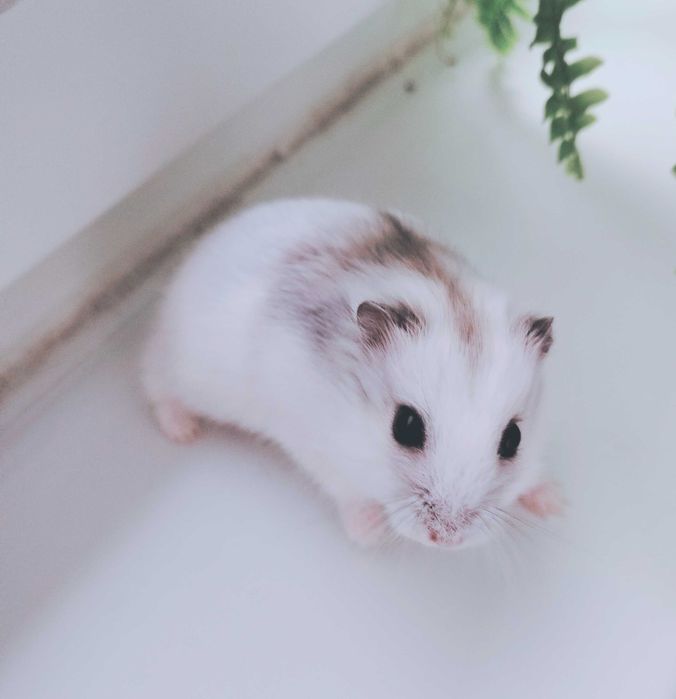 Hamsteri albi foarte deosebiți și cuminți micuți și cuminți