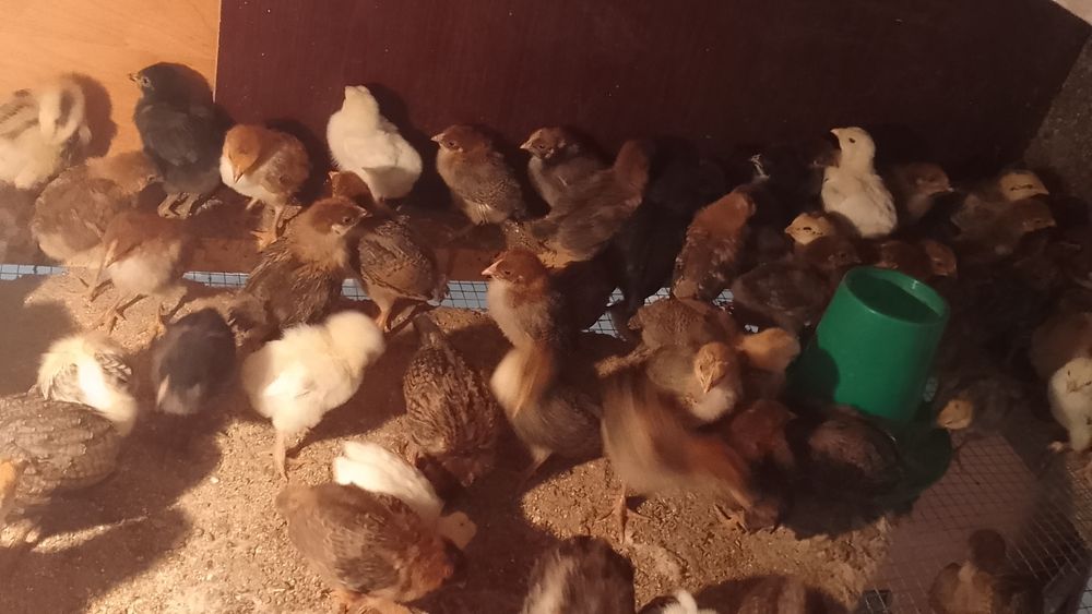 Продам цыплят от домашних кур