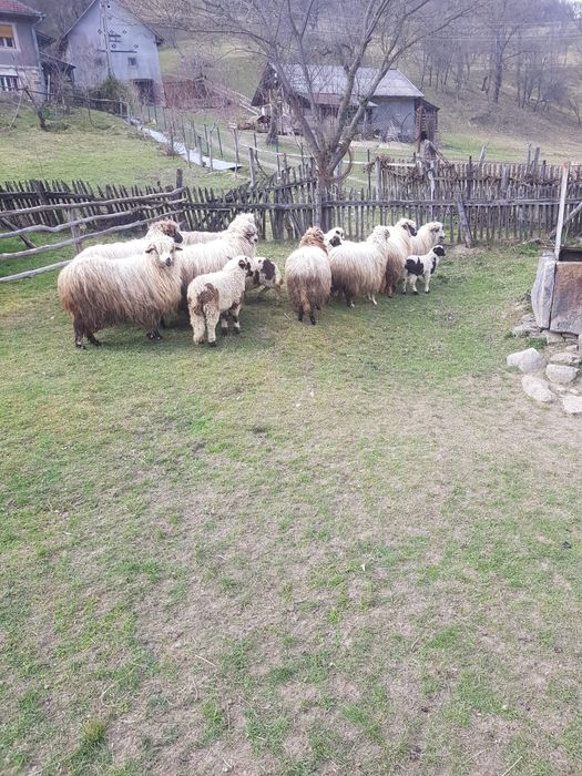 Oi de vanzare în Stanija