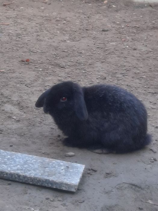 Holland Lop (mini)