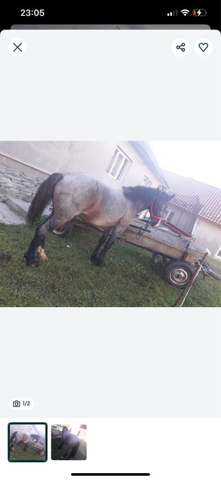 vand cal,mai multe detalii la telefon