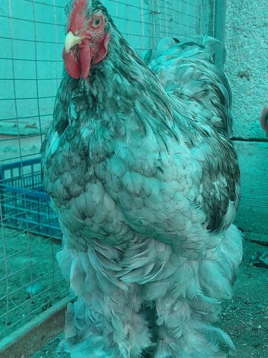 Продам петухов кохинхина