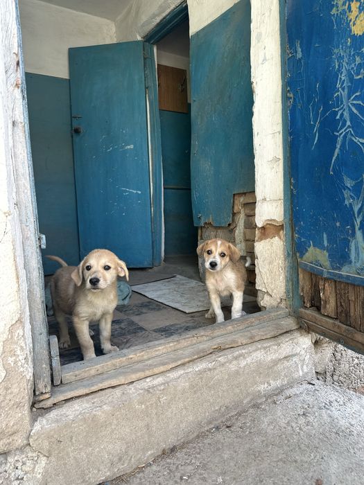 Щенок девочка в добрые руки