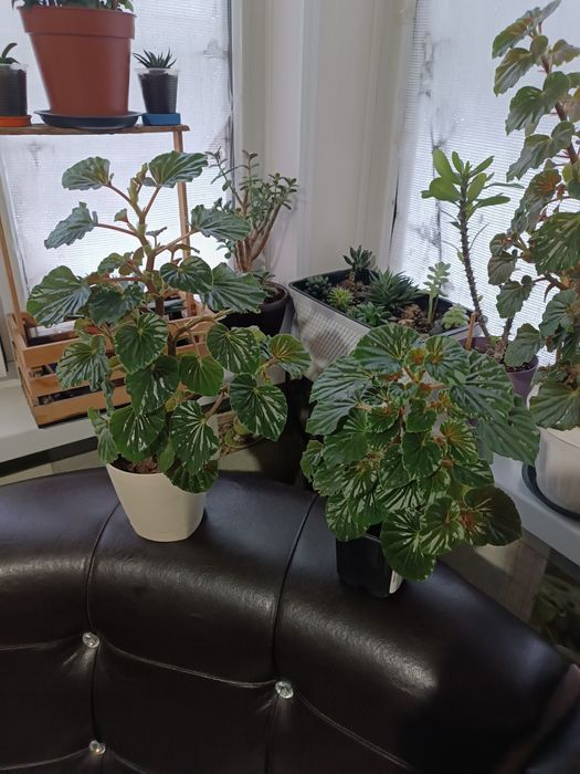 Комнатные растения Бегония