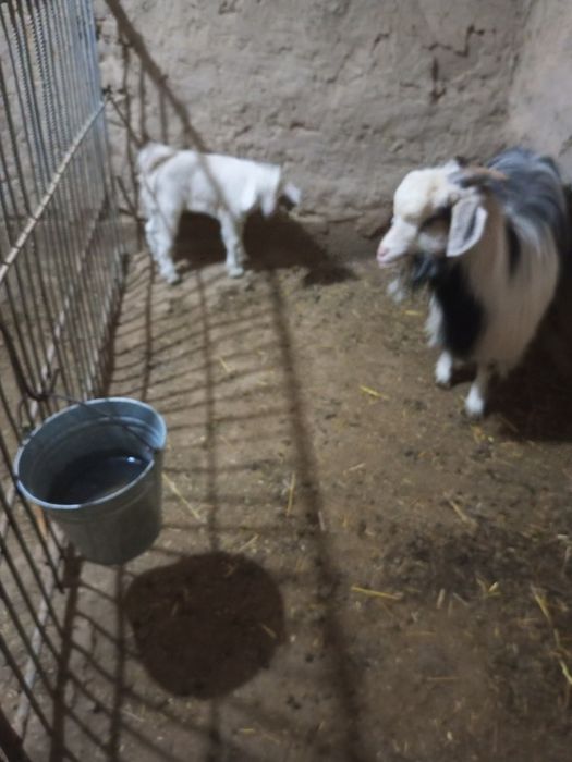 Срочно продается коза с козленком