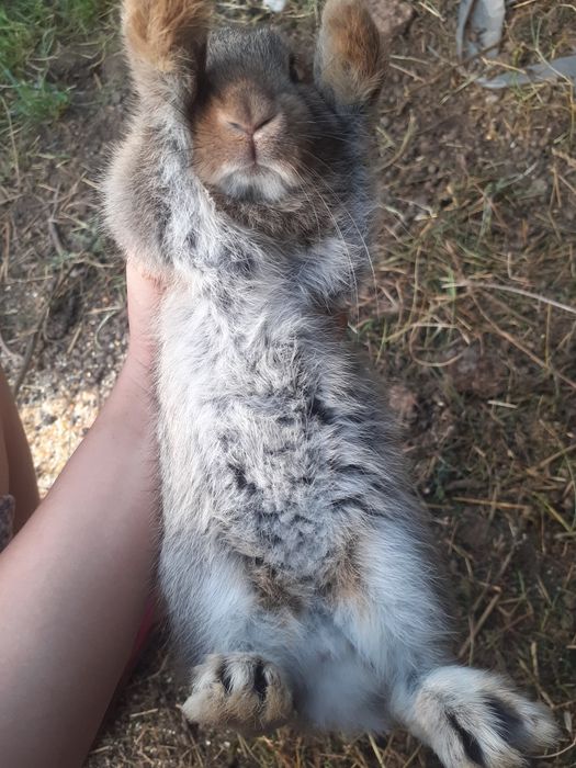 Iepurași de vanzare