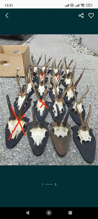 Трофей Рога Коза Сръндак