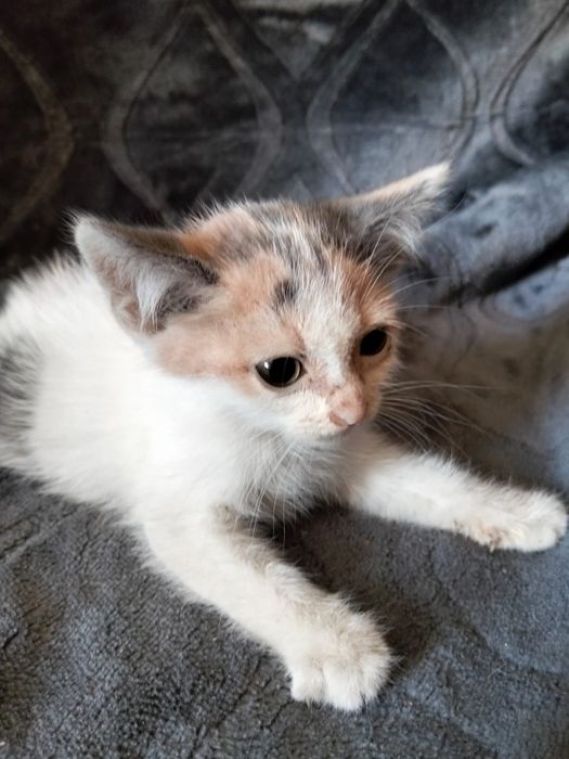 Отдадим котят в хорошие руки