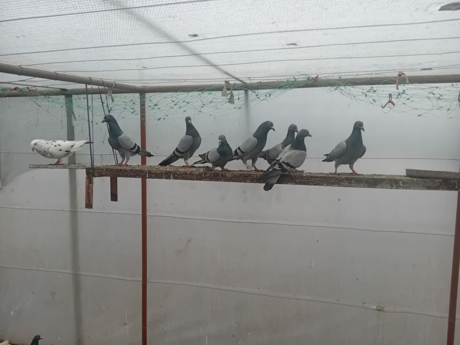 Пощенски гълъби на символични цени