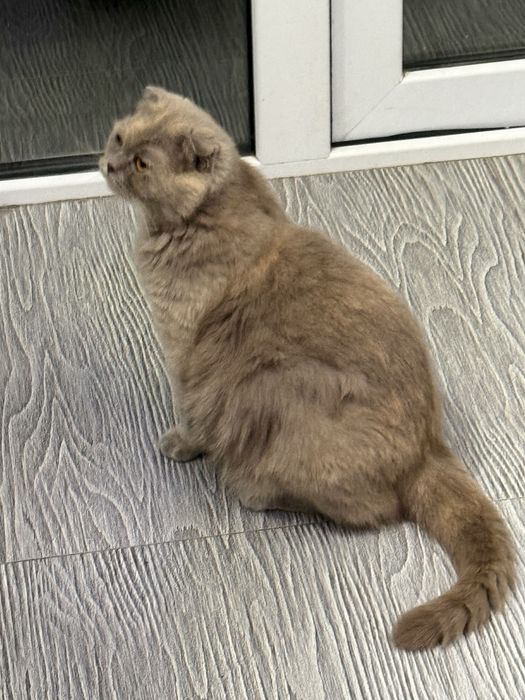 Котята а хорошие руки срочно