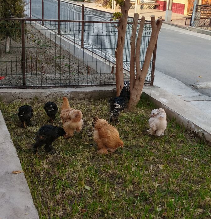 zoti toza bramalar sotiladi