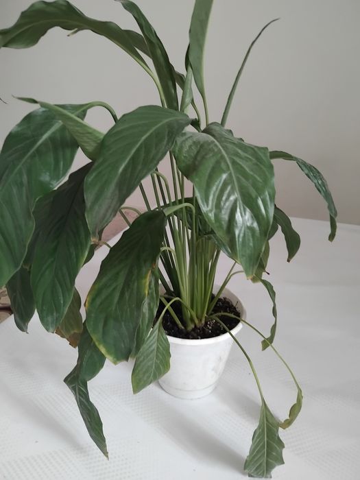 Домашние цветы 5000тг выше