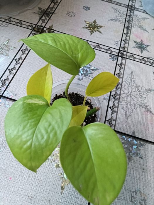 Цветы от 800 т.укоренненые