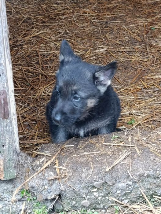 Продавам кученца