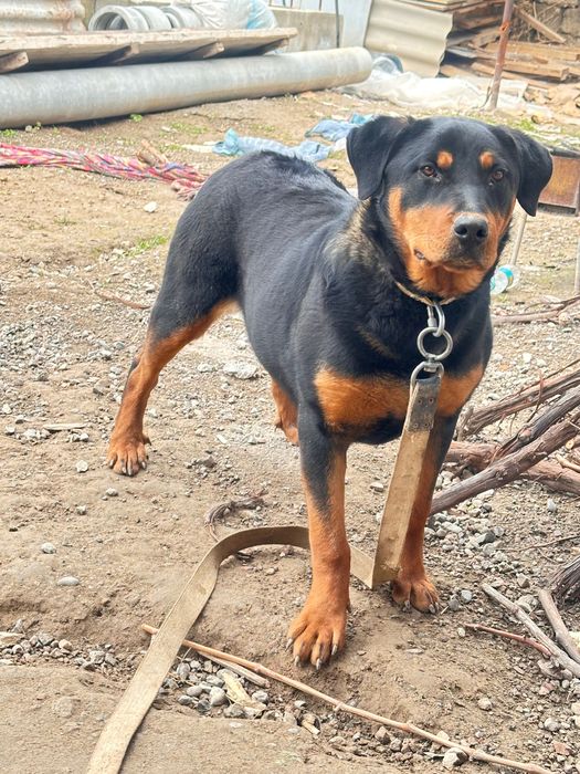 Rotveller kuchuk Sotiladi