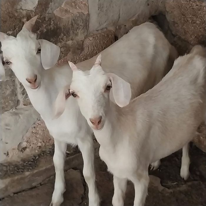 Сатылады лак  шоп жем