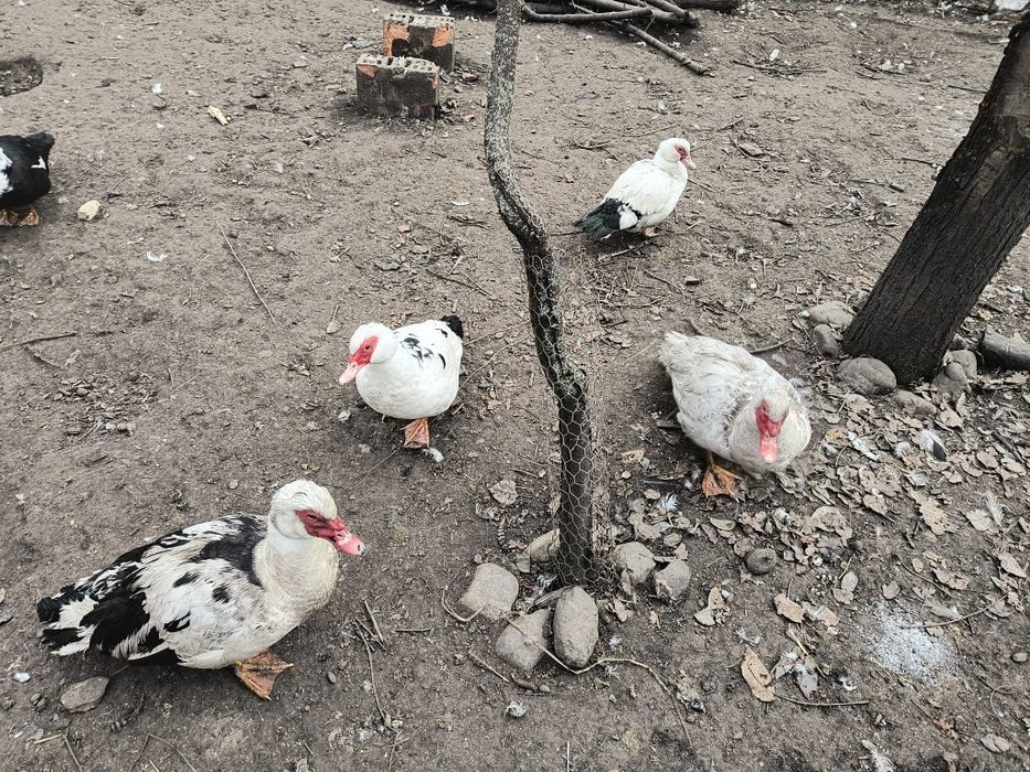 Rațe mute de vanzare