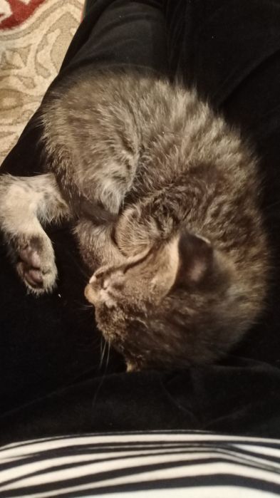 Мысык 25мынга сатылады 25000