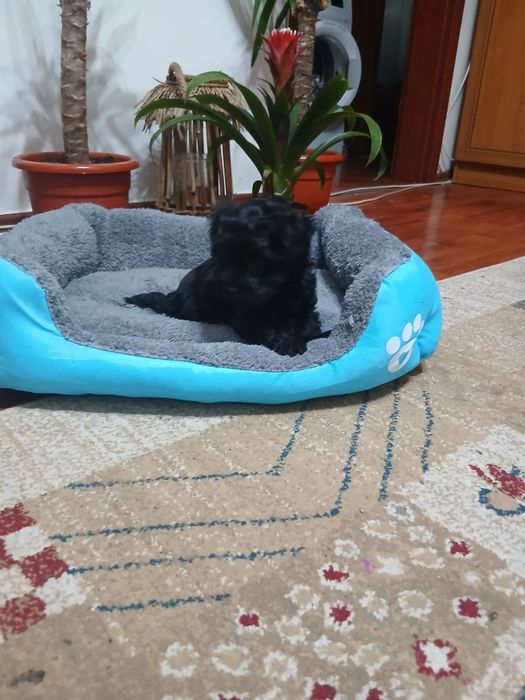 Fetita pudel caniche