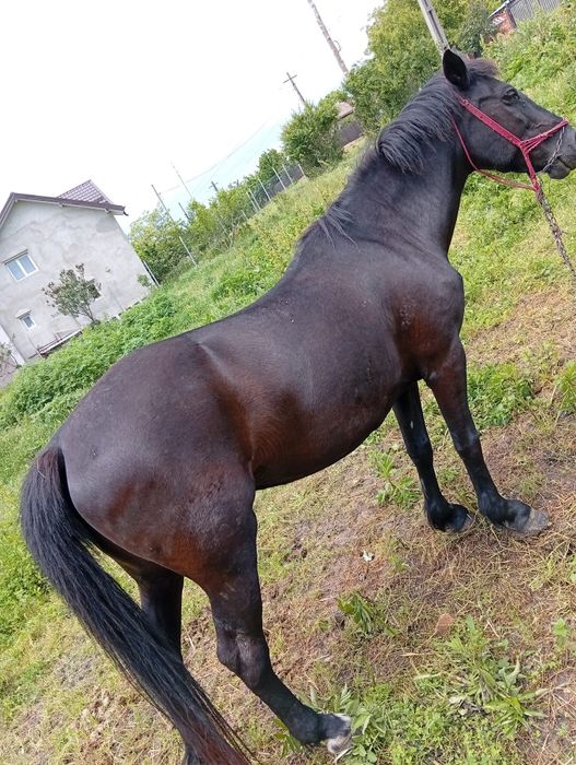 Vând Iapă în vârstă de 10 ani