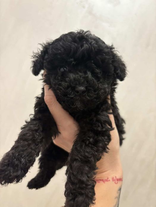 Toy poodle/Той Пудел
