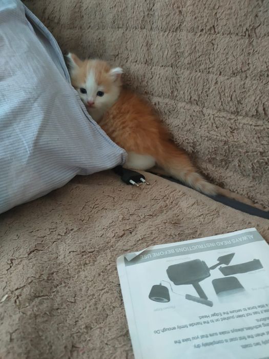 Котенок в добрые руки