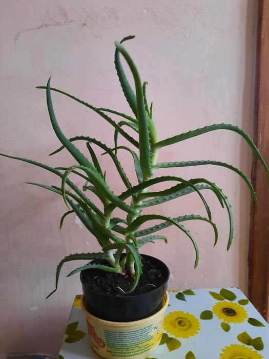 Алоэ 3 года лечебный