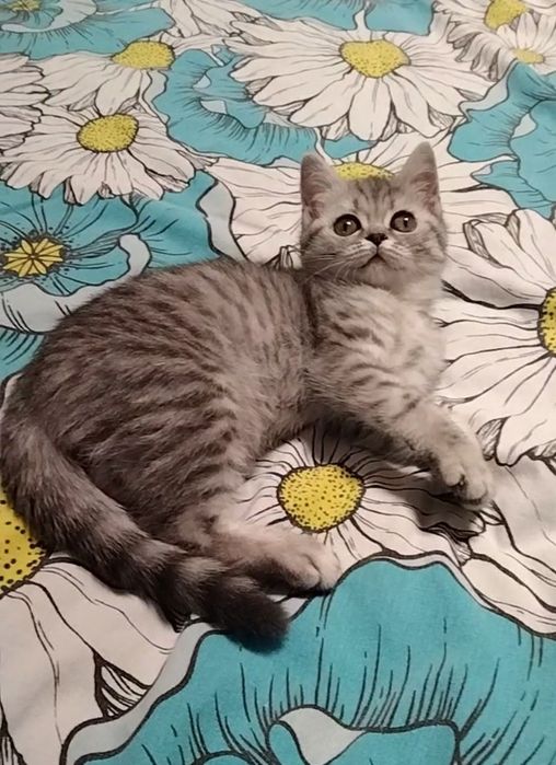 Девочка. Скоттиш страйт.