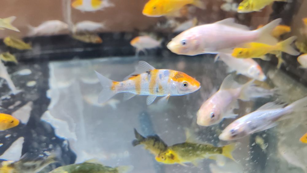 Crapi koi si carasi ornamentali