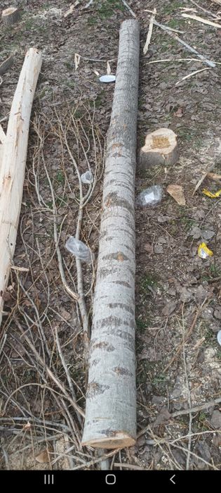 Terak g‘o‘la sotiladi