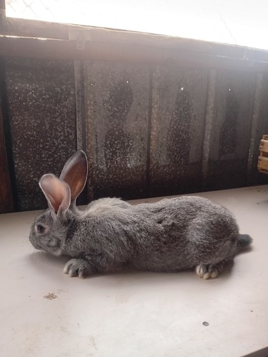 Продам породистых кроликов