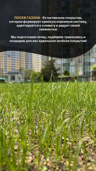 Газон посевной и рулонный