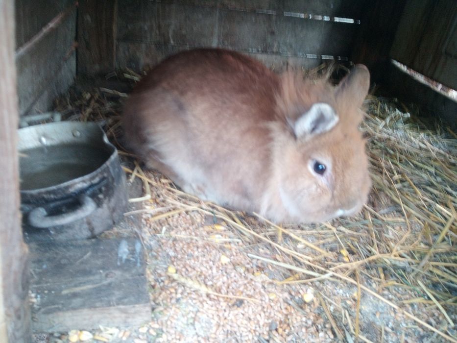 Vând cap de leu 70 lei