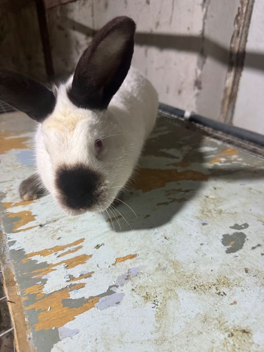 Продается породистые кролики