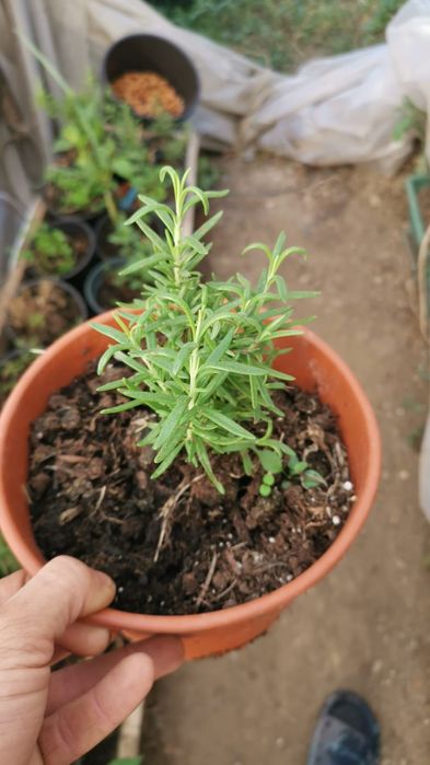 Fac răsaduri la comanda.